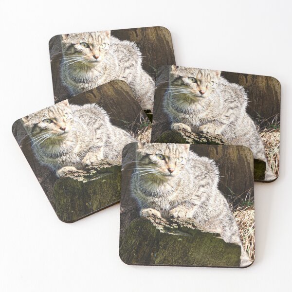 Item preview, The Scottish wildcat,sitting in the sun designed and sold by kathleenjean.
