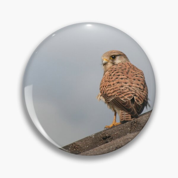 Item preview, Kestrel designed and sold by Calidris Fotografie Steffi & Ben Köppler.