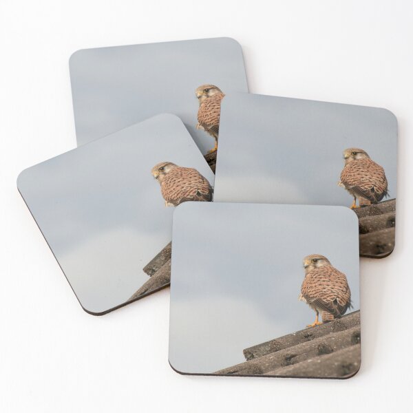 Item preview, Kestrel designed and sold by Calidris Fotografie Steffi & Ben Köppler.