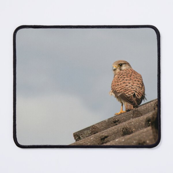 Item preview, Kestrel designed and sold by Calidris Fotografie Steffi & Ben Köppler.