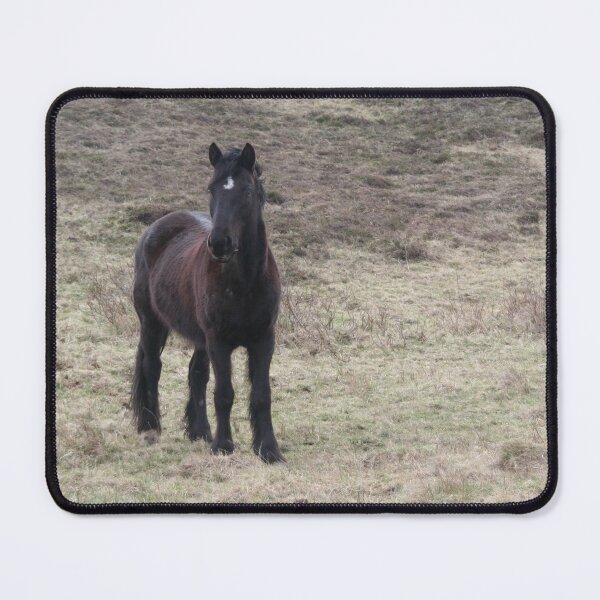 Item preview, Irish Horse designed and sold by Calidris Fotografie Steffi & Ben Köppler.