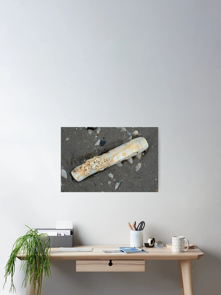 Thumbnail 2 of 3, Poster, Another Razor Clam designed and sold by Calidris Fotografie Steffi & Ben Köppler.