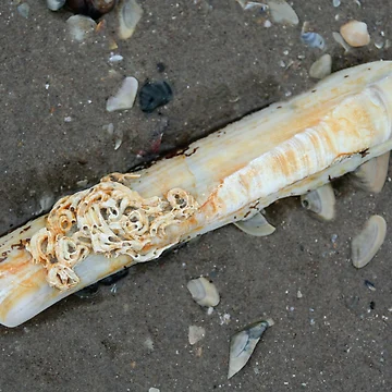 Artwork thumbnail, Another Razor Clam by Calidris Fotografie Steffi & Ben Köppler