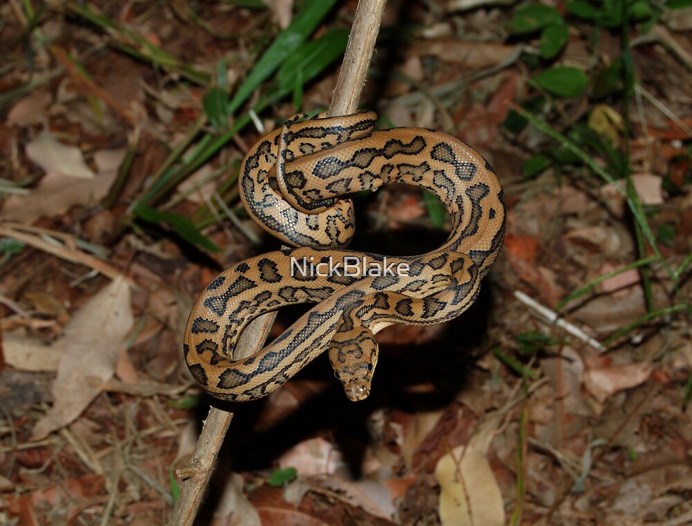 "Coastal Carpet PythonMorelia spilota mcdowelli" by NickBlake Redbubble
