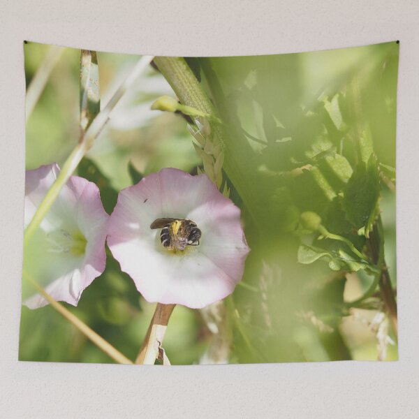 Item preview, Little bee on a bindweed flower designed and sold by Syr'photographies.