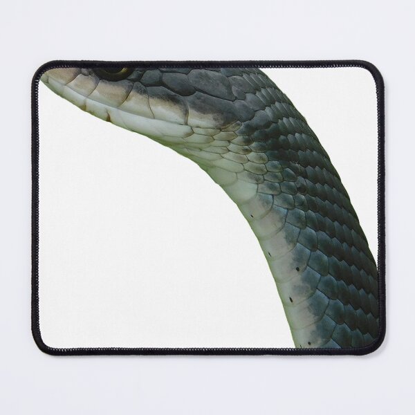 Item preview, Coluber constrictor - North American Racer - large image designed and sold by NATHAN Mansor.