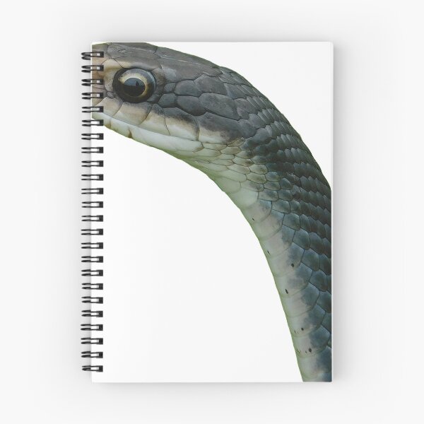 Artikelvorschau, Coluber constrictor – Nordamerikanischer Rennläufer – großes Bild entworfen und verkauft von NATHAN Mansor.