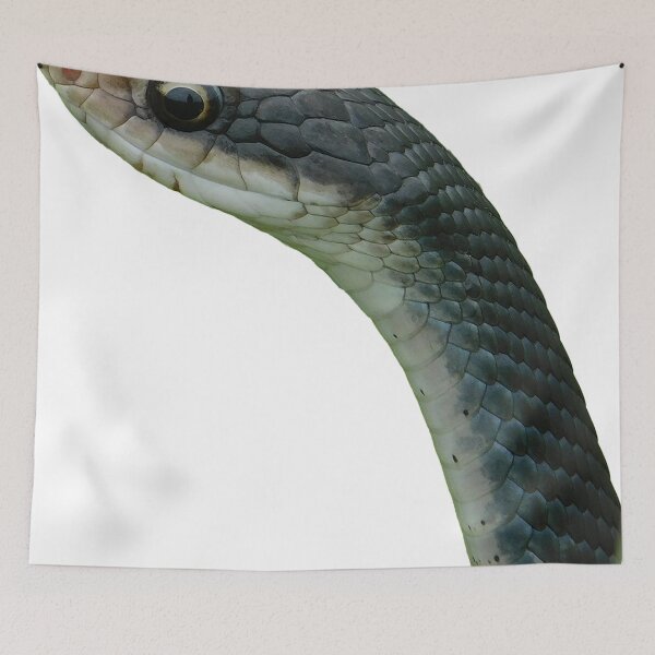 Item preview, Coluber constrictor - North American Racer - large image designed and sold by NATHAN Mansor.