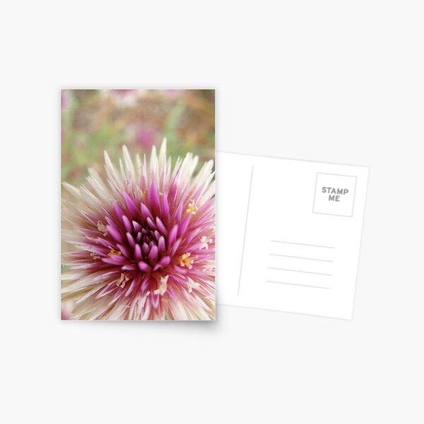 Radiant Native Postcard