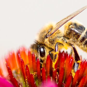 Vorschaubild zum Design Biene von Katja LebenFreude