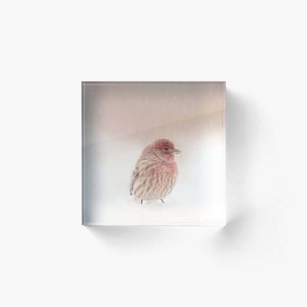 House Finch in Snow 1 Acrylic Block