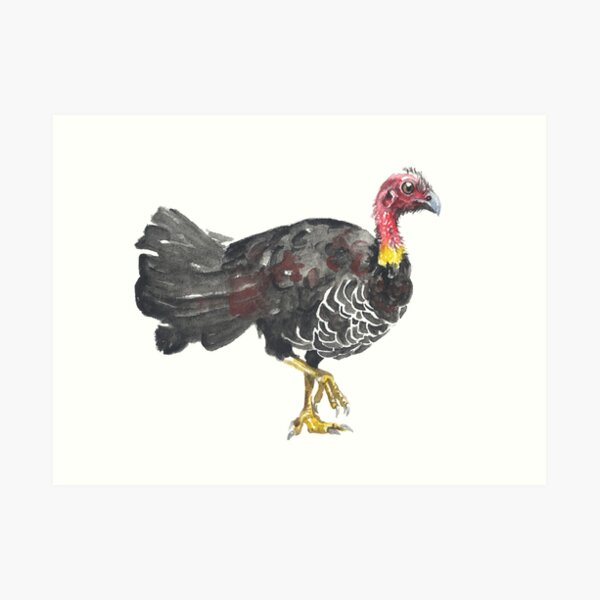 Brush Turkey Art Print