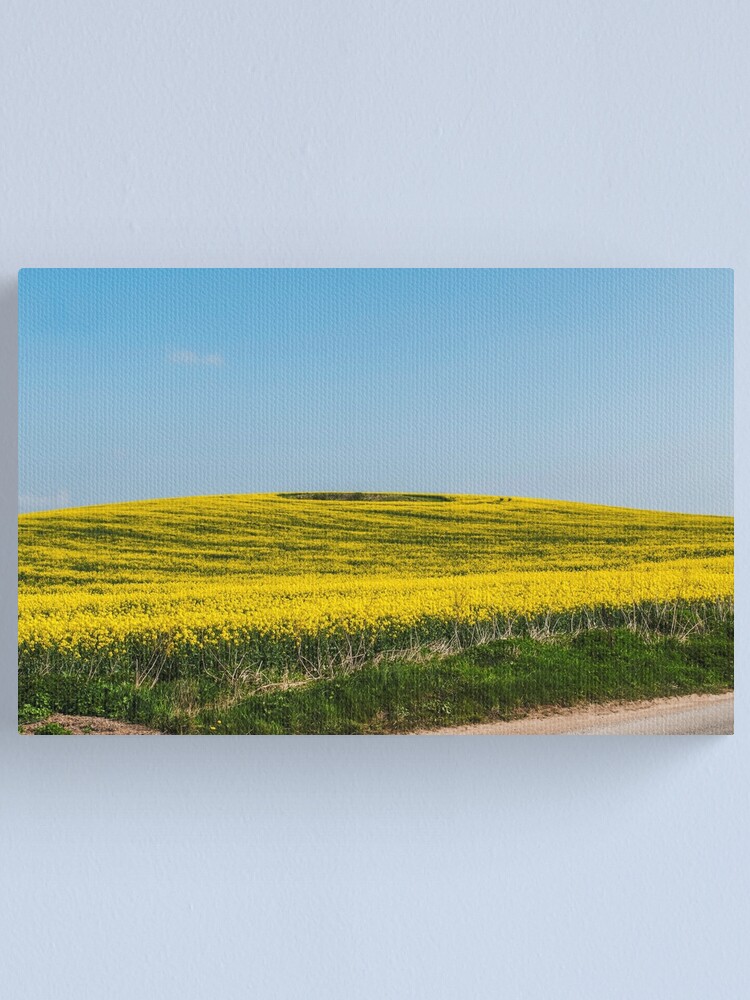 Thumbnail 1 of 3, Canvas Print, Yellow fields designed and sold by jimhellier.
