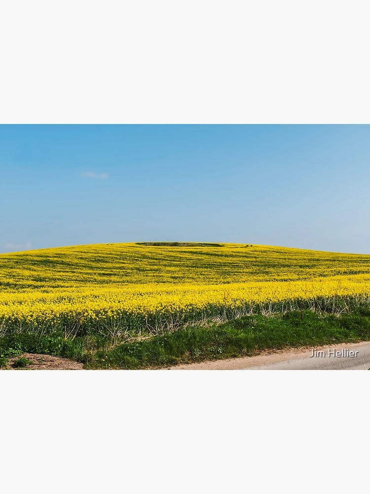 Thumbnail 3 of 3, Poster, Yellow fields   designed and sold by Jim Hellier.