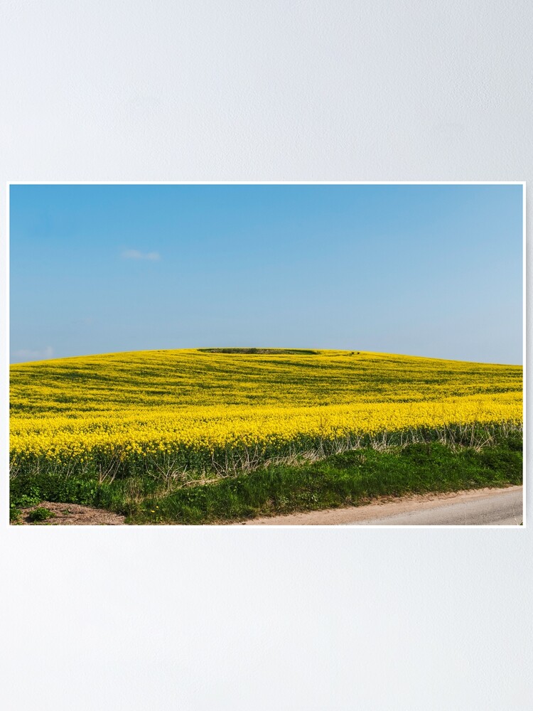 Thumbnail 1 of 3, Poster, Yellow fields designed and sold by jimhellier.