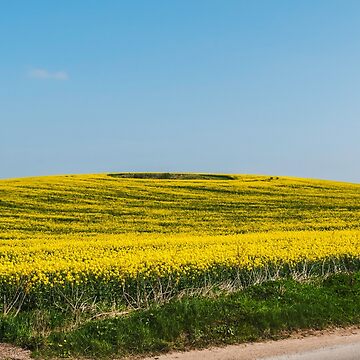 Artwork thumbnail, Yellow fields by Jim Hellier