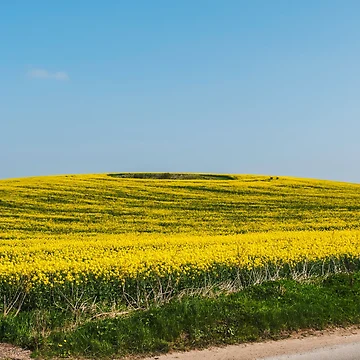 Artwork thumbnail, Yellow fields   by Jim Hellier