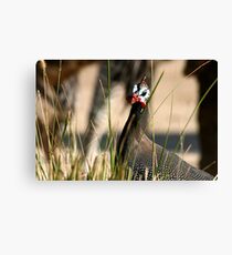 Helmeted Guineafowl Canvas Print