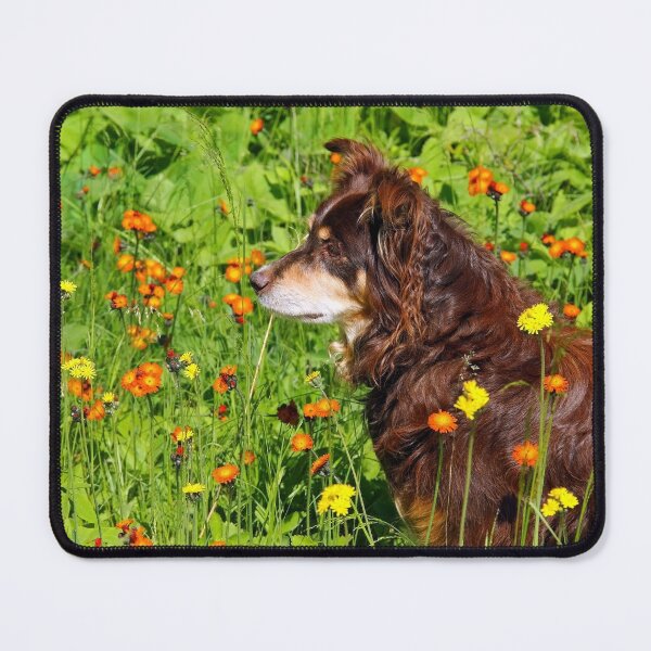 Item preview, A Thoughtful Moment For Australian Shepherd designed and sold by Debbie Oppermann.