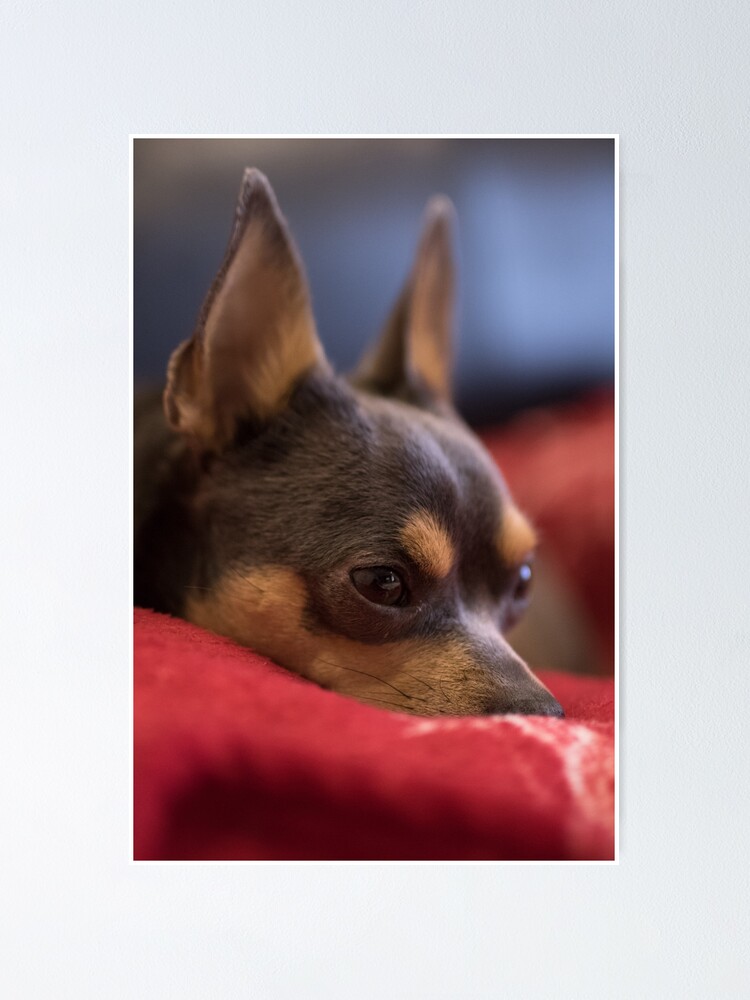 Thumbnail 1 of 3, Poster, Dog Bertas designed and sold by SerialSnapper.