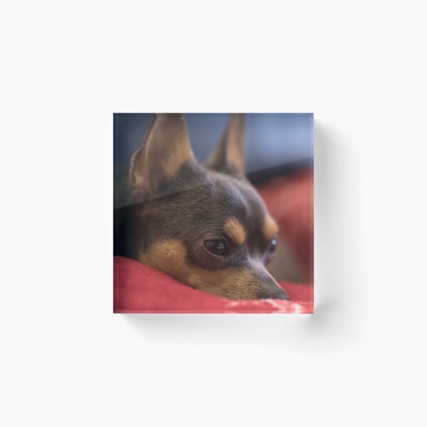 Item preview, Dog Bertas designed and sold by Tadas  Svetikas.