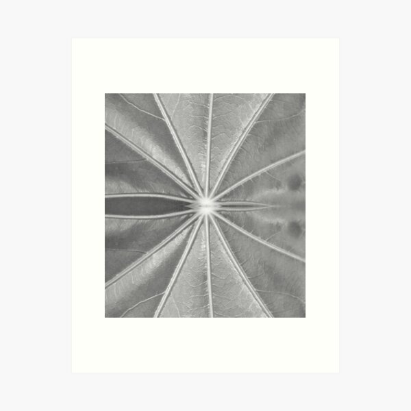 Item preview, Black and White Abstract Leaf by Adelaide artist Avril Thomas at Magpie Springs designed and sold by MagpieSprings.