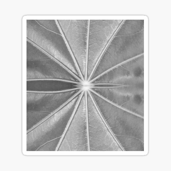 Item preview, Black and White Abstract Leaf by Adelaide artist Avril Thomas at Magpie Springs designed and sold by MagpieSprings.
