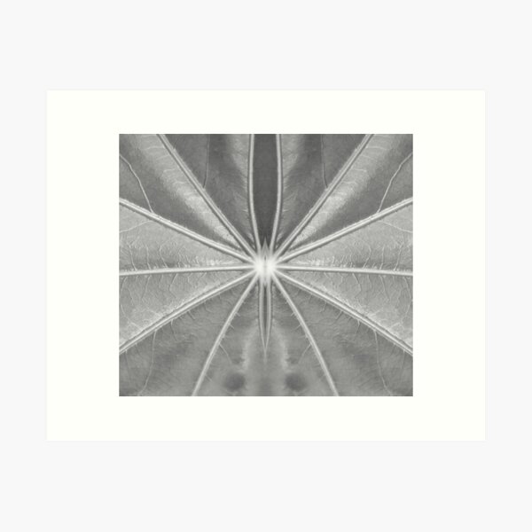 Item preview, Leaf Veins in Black and White by Adelaide artist Avril Thomas at Magpie Springs designed and sold by MagpieSprings.