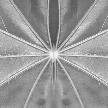 Artwork thumbnail, Leaf Veins in Black and White by Adelaide artist Avril Thomas at Magpie Springs by MagpieSprings