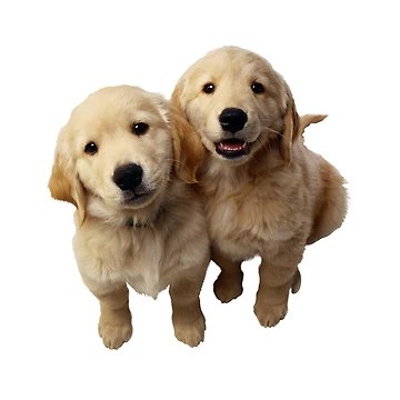 Artwork thumbnail, Golden Retriever by Rosedumpling