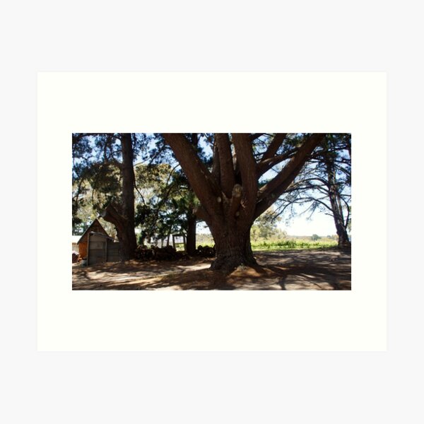 Item preview, The big Pine Tree in the Middle by Adelaide artist Avril Thomas at Magpie Springs designed and sold by MagpieSprings.