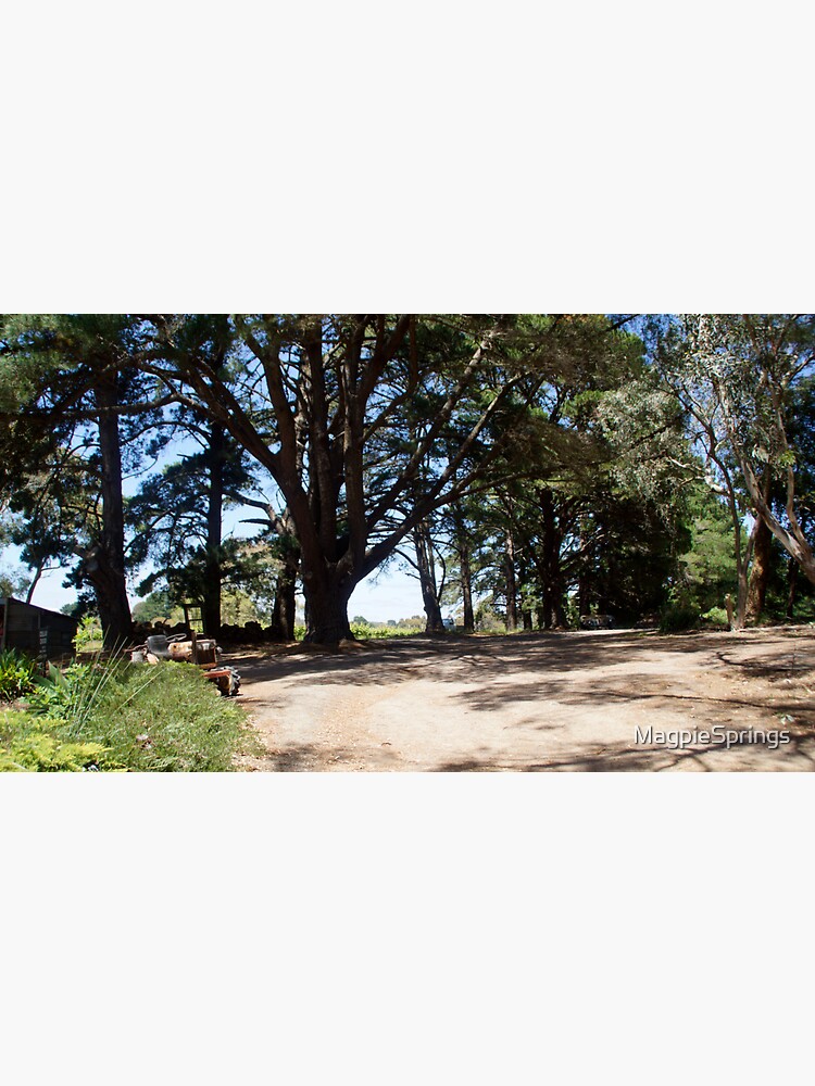 Thumbnail 3 of 3, Sticker, Pine Trees in the Carpark by Adelaide artist Avril Thomas at Magpie Springs designed and sold by MagpieSprings.