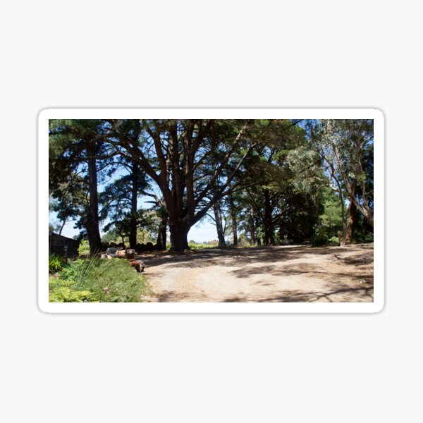 Item preview, Pine Trees in the Carpark by Adelaide artist Avril Thomas at Magpie Springs designed and sold by MagpieSprings.