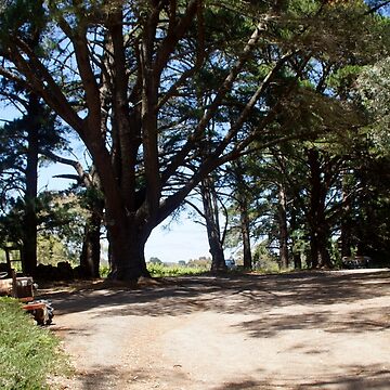 Artwork thumbnail, Pine Trees in the Carpark by Adelaide artist Avril Thomas at Magpie Springs by MagpieSprings