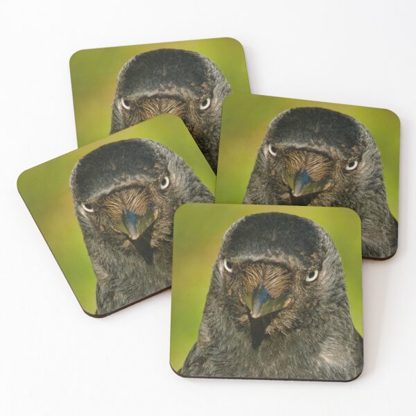 Item preview, Jackdaw designed and sold by GiantPaul.