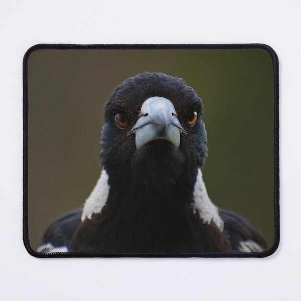Item preview, Australian Magpie in a staring contest. designed and sold by GiantPaul.