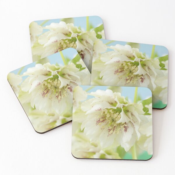 Item preview, Helleborus x hybridus  Double white with spots  Hellebore  designed and sold by Chris Burrows.