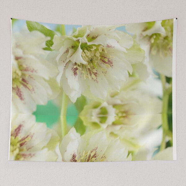 Item preview, Helleborus x hybridus  Double white with spots  Hellebore  designed and sold by Chris Burrows.