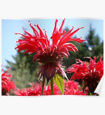 Monarda bee balm flower Poster
