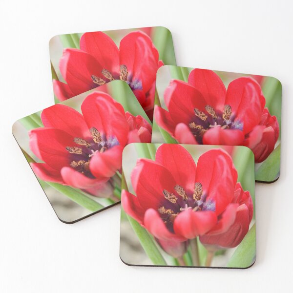 Item preview, Tulipa  'Lilliput'  Tulip   designed and sold by Chris Burrows.
