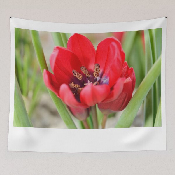 Item preview, Tulipa  'Lilliput'  Tulip   designed and sold by Chris Burrows.
