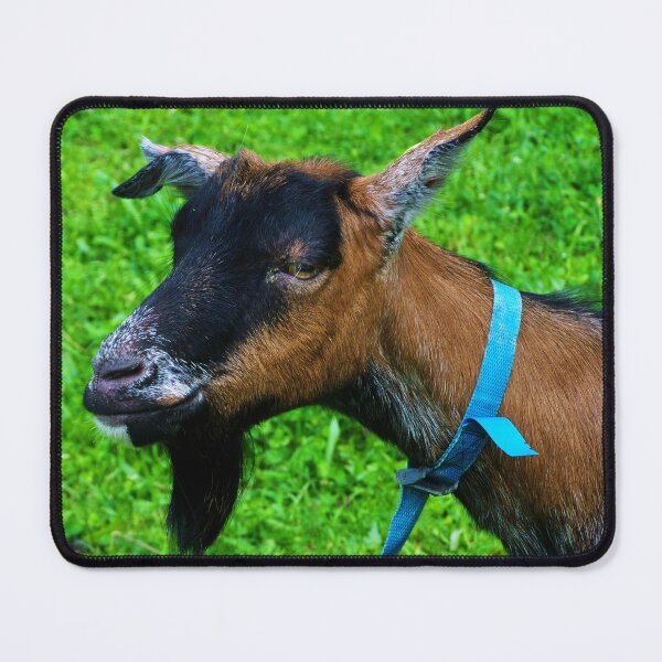 Item preview, Pygmy goat - Funny goat designed and sold by animal-animal.