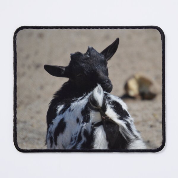 Item preview, Black goat - pygmy goat designed and sold by animal-animal.