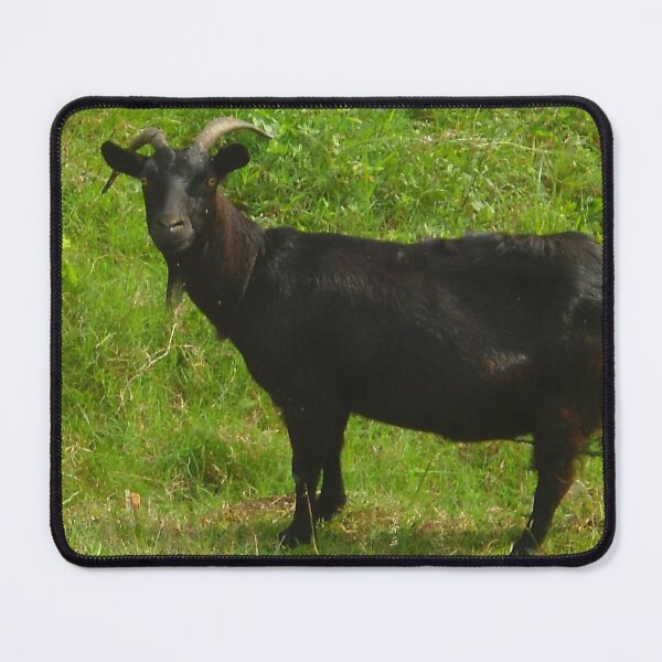 Item preview, Black goat - pygmy goat - funny goat designed and sold by animal-animal.