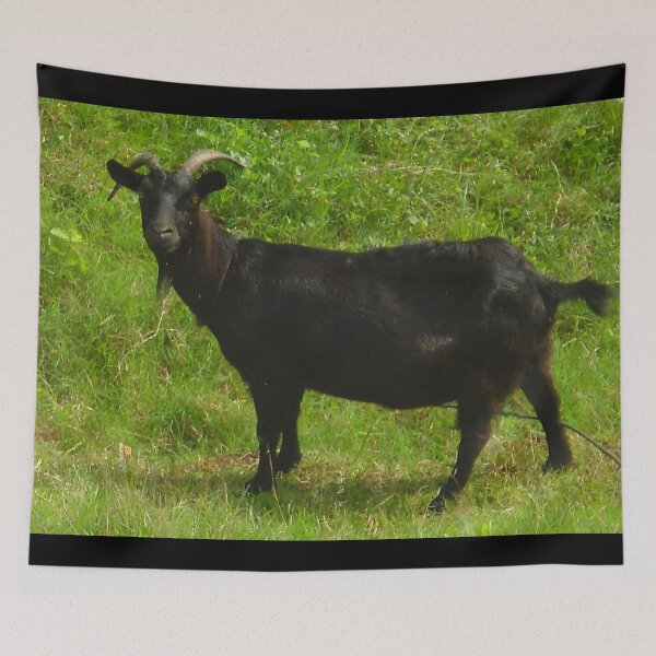Aperçu de l'œuvre Black goat - pygmy goat - funny goat créée et vendue par animal-animal.