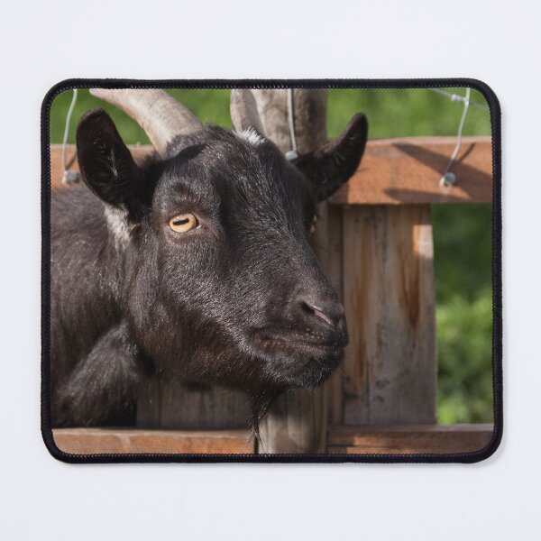 Item preview, Funny goat - black goat designed and sold by animal-animal.