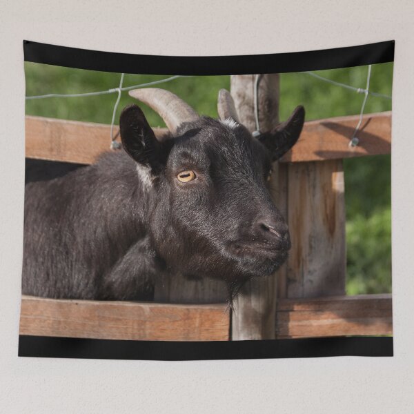Item preview, Funny goat - black goat designed and sold by animal-animal.