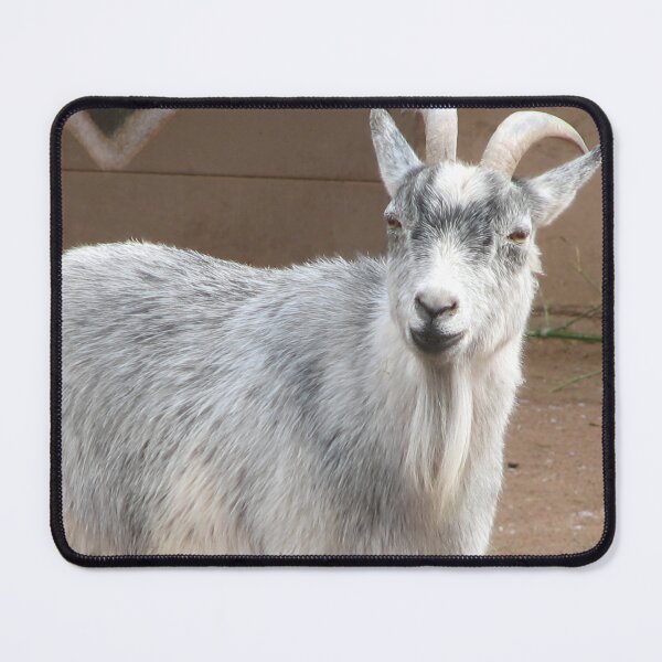 Item preview, White goat designed and sold by animal-animal.
