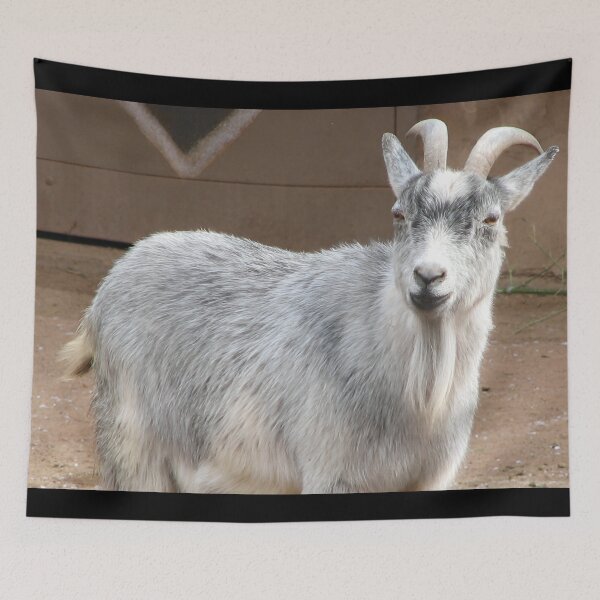Item preview, White goat designed and sold by animal-animal.