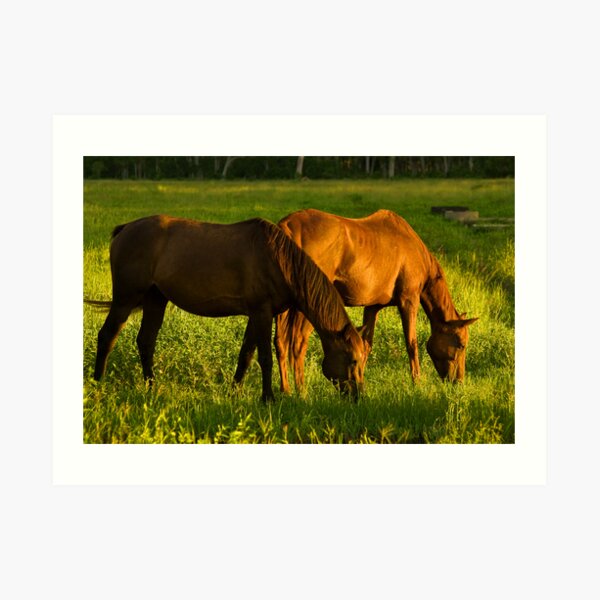 Grazing Art Print